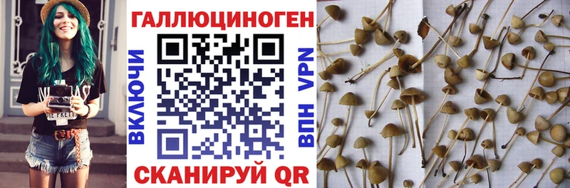 Псилоцибиновые грибы GOLDEN TEACHER  Чудово 